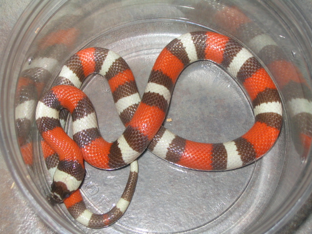 Hypo Pueblan
