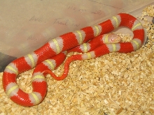 Albino Nelsons Milksnake