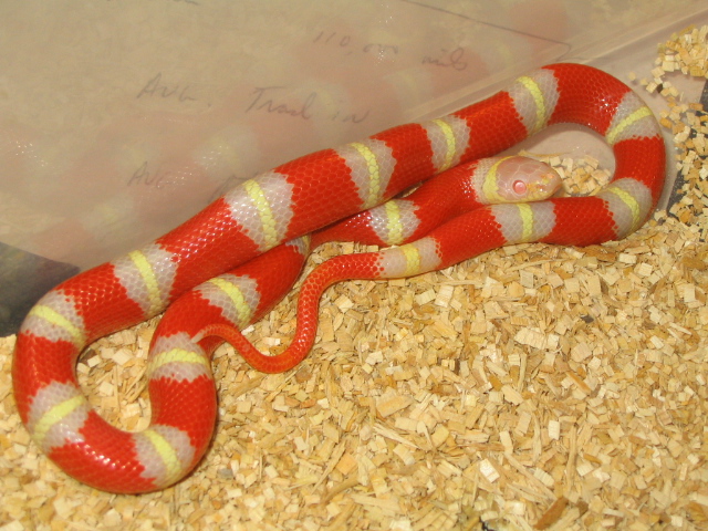 Albino Nelsons Milksnake