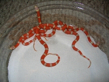 Albino Nelsons Milksnake