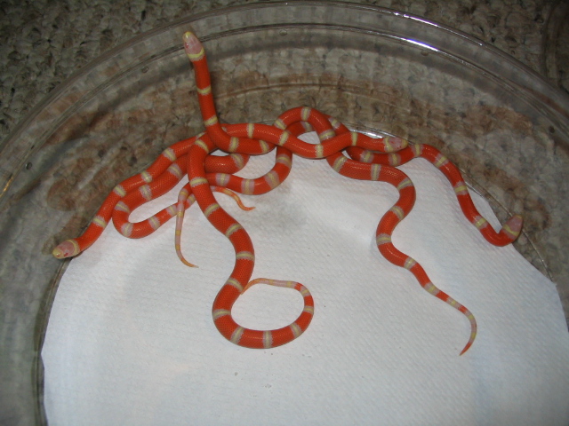 Albino Nelsons Milksnake