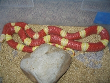 Albino Nelson male