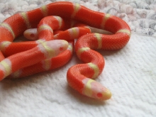 Albino Nelsons