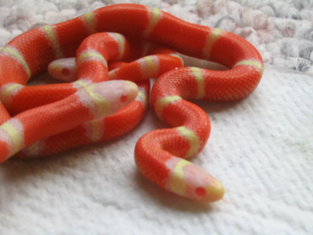 Albino Nelsons