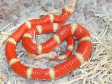 Albino Nelsons