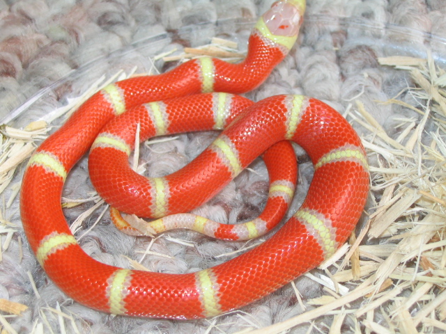 Albino Nelsons