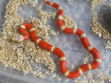 Albino Nelsons