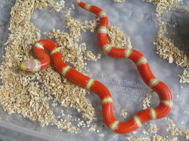 Albino Nelsons