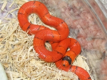 Vanishing Hypo Honduran Milksnake