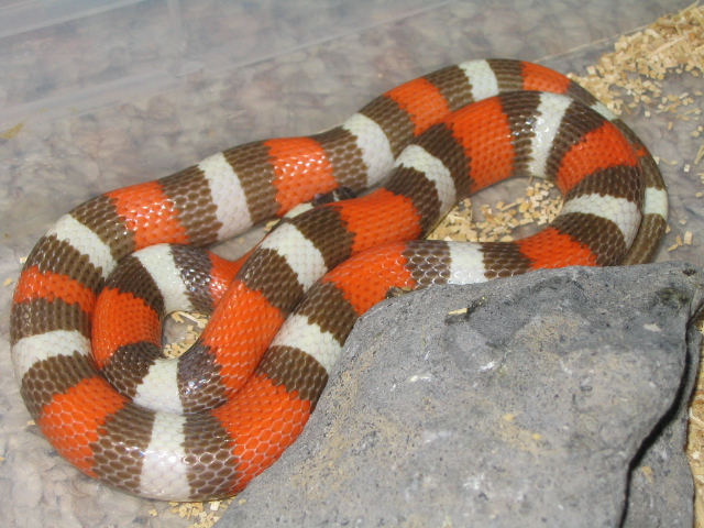 Hypo pueblan