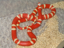 Red Albino Honduran