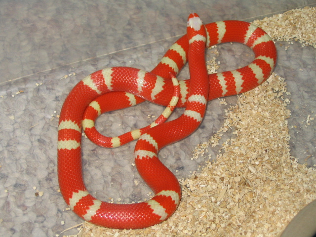 Red Albino Honduran