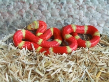 Albino Nelsons