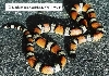 L. t. celaenops - Carlsbad, NM locality - '95 female