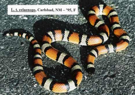 L. t. celaenops - Carlsbad, NM locality - '95 female