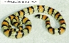 L. t. celaenops - Carlsbad, NM locality - '95 male