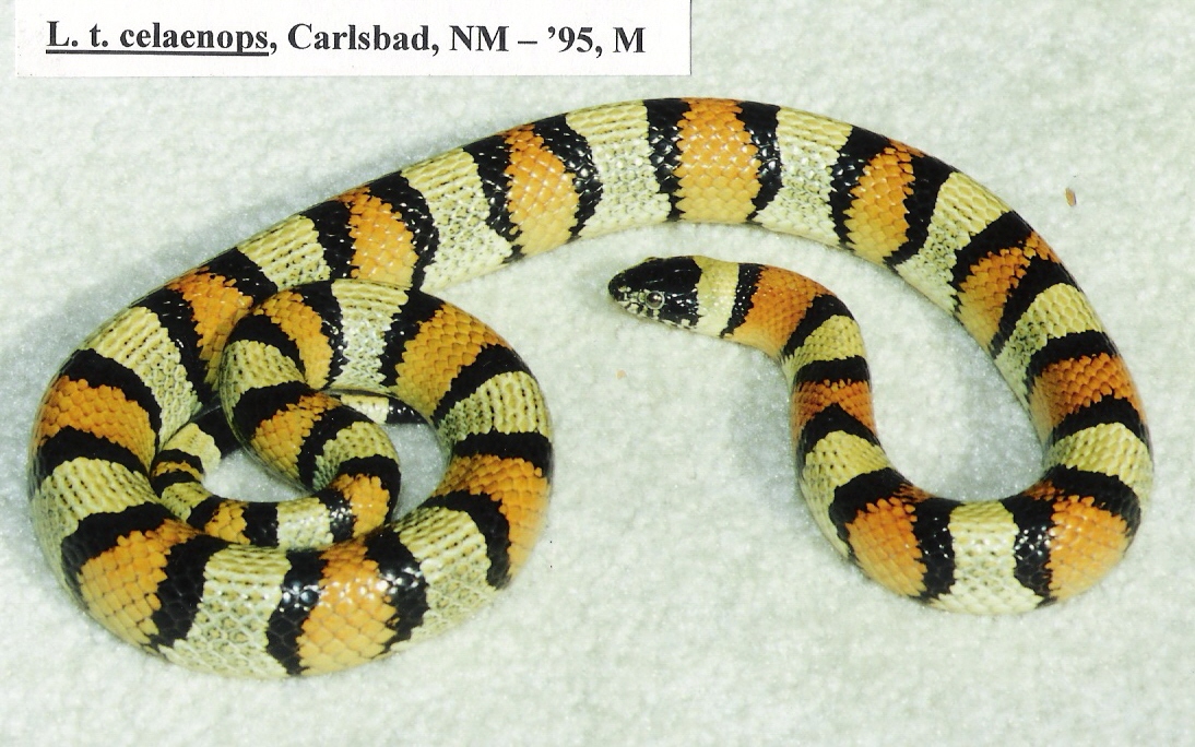 L. t. celaenops - Carlsbad, NM locality - '95 male