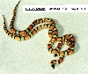 L. t. celaenops - Carlsbad, NM locality - '96 male and female