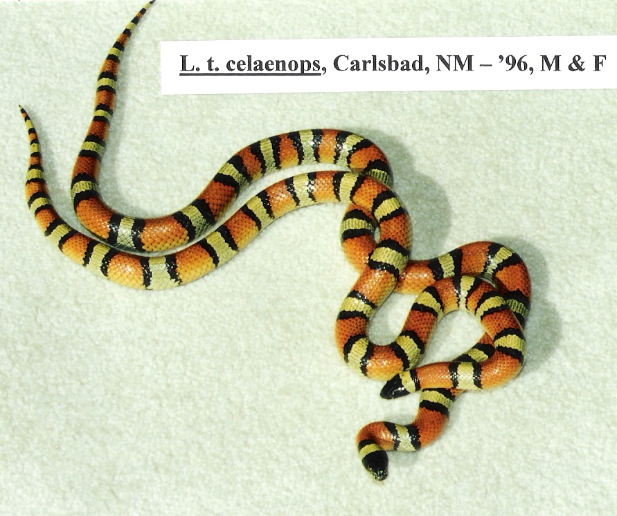 L. t. celaenops - Carlsbad, NM locality - '96 male and female