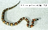 L. t. celaenops - Carlsbad, NM locality - '97 female