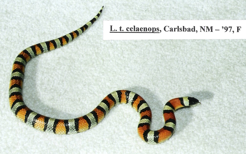 L. t. celaenops - Carlsbad, NM locality - '97 female