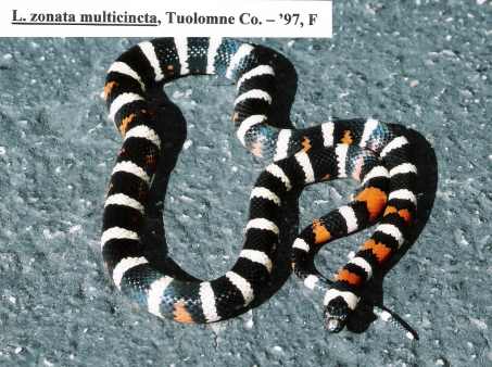 L. zonata multicincta - Tuolomne Co. locality - '97 female
