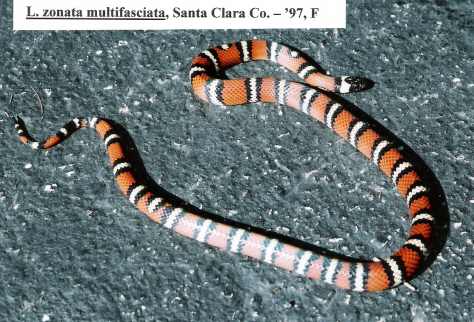 L. zonata multifasciata - Santa Clara County locality - '97 female