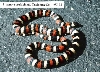 L. zonata multicincta - Tuolomne Co. locality - '97 male