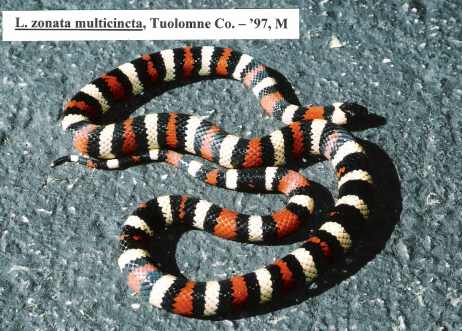 L. zonata multicincta - Tuolomne Co. locality - '97 male
