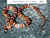 L. zonata multifasciata - Santa Clara Co. locality - '97 male