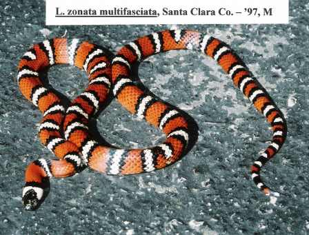 L. zonata multifasciata - Santa Clara Co. locality - '97 male