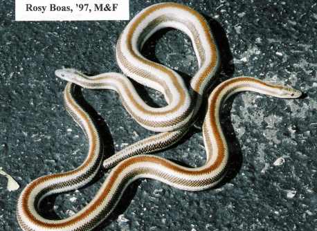 Rosy boas, '97 male and female