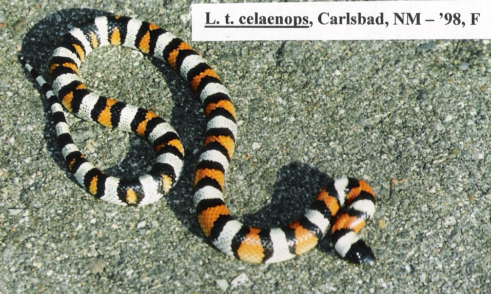 L. t. celaenops - Carlsbad, NM locality- '98 female