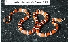 L. pyromelana pyromelana - Sierra Ajos Mts. locality, Mexico - '98 female A