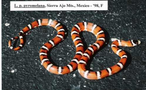 L. pyromelana pyromelana - Sierra Ajos Mts. locality, Mexico - '98 female A