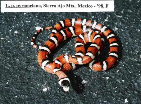 L. pyromelana pyromelana - Sierra Ajos Mts. locality, Mexico - '98 female B