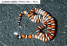 L. zonata pulchra - Palomar Mt. locality - '98 male
