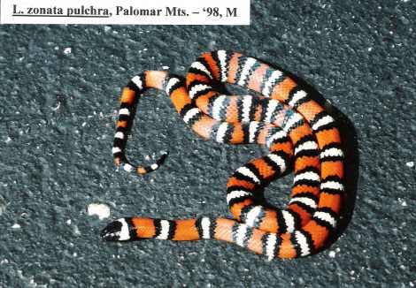 L. zonata pulchra - Palomar Mt. locality - '98 male