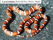 L. pyromelana pyromelana - Sierra Ajos Mts. locality, Mexico - '98 male A