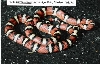 L. pyromelana pyromelana - Sierra Ajos Mts. locality, Mexico - '98 male B