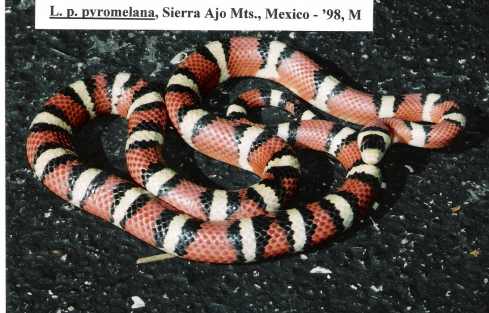 L. pyromelana pyromelana - Sierra Ajos Mts. locality, Mexico - '98 male B