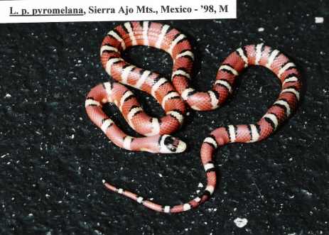 L. pyromelana pyromelana - Sierra Ajos Mts. locality, Mexico - '98 male C