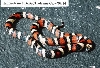 L. zonata multicincta - Tuolomne Co. locality - '99 male