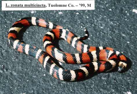 L. zonata multicincta - Tuolomne Co. locality - '99 male