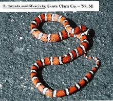L. zonata multifasciata - Santa Clara Co. locality - '99 male