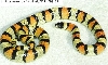 Celaenops '95 male