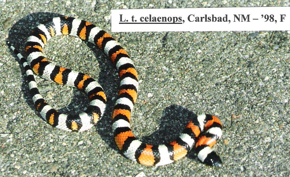 Celaenops '98 female