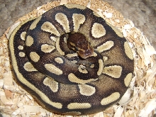 Super reduced Mojave ball