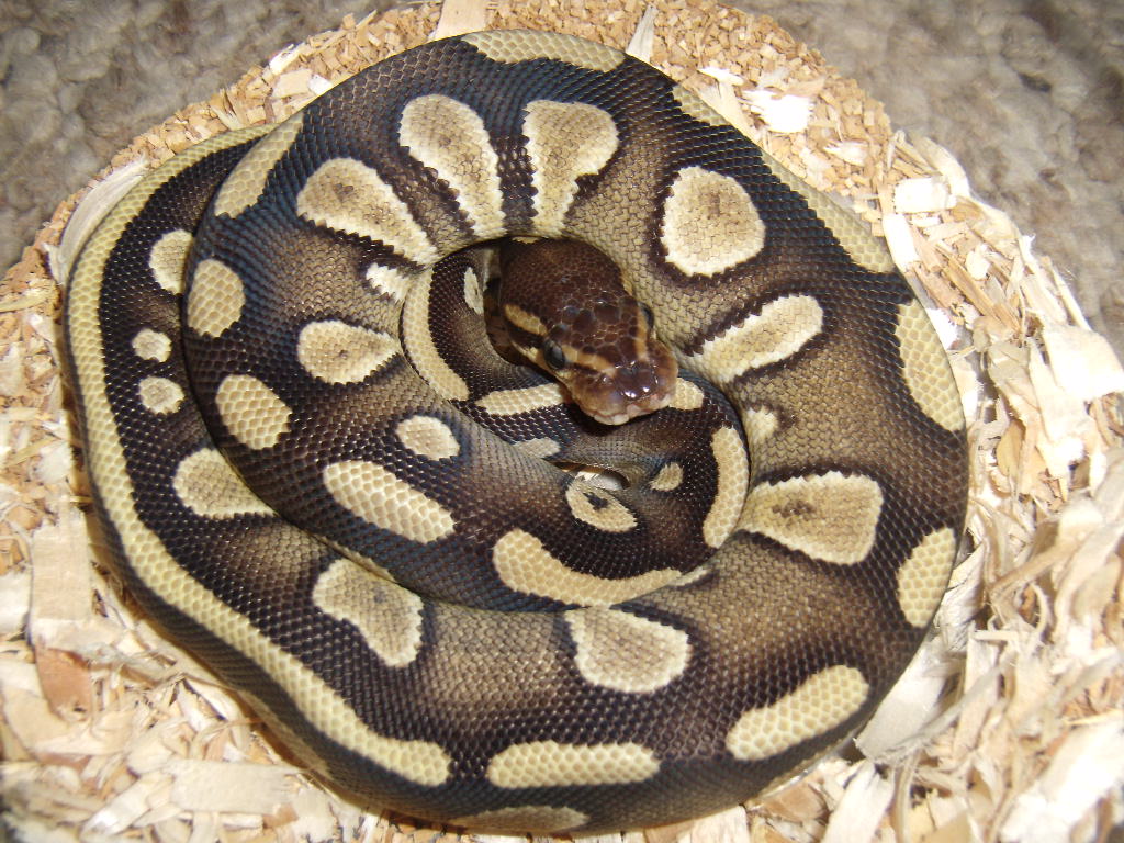 Super reduced Mojave ball