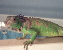 Espio-My male iguana